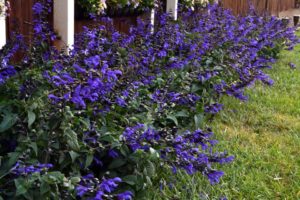Salvia 'Rhythm and Blues' (PlantHaven International)