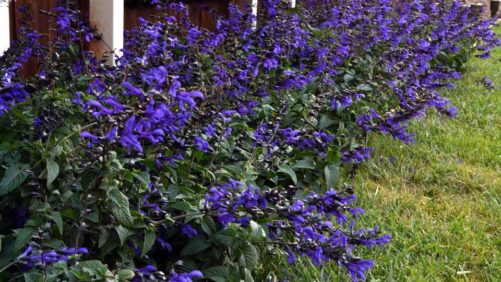 More Classic Blue Varieties to Consider for Your 2020 Offerings