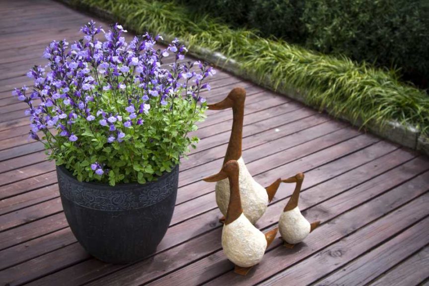 Salvia 'So Cool Pale Blue' (Jaldety)