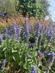 Salvia 'Unplugged So Blue' (Proven Winners)