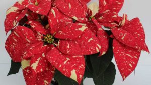 'Superba Glitter - 746' (Lazzeri)