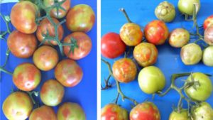 Using Resistance to Thwart Tomato Brown Rugose Fruit Virus