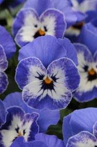 Viola 'Sorbet XP Delft Blue' (PanAmerican Seed)