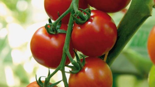 Ways Tomato Growers and Breeders Can Work Together to Develop High-Quality Varieties