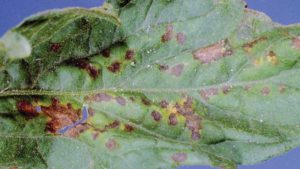 Plant Health Lessons You Can Learn From COVID-19 Testing