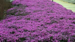 Therapeutic Garden Grant Applications Are Now Available