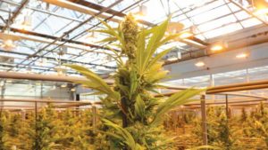 How the Cannabis Industry Builds Sustainability From the Ground Up