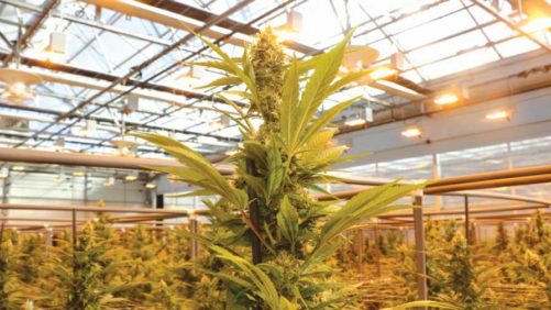 How Technology is Shaping the Entire Cannabis Industry