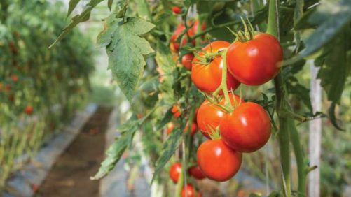 Tips on Picking the Perfect Greenhouse Tomatoes
