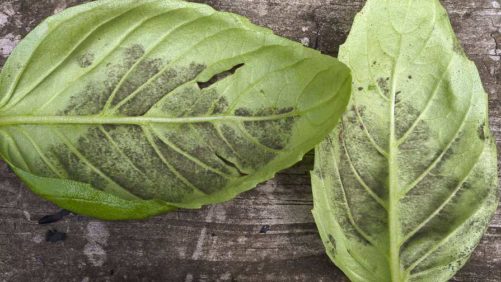 What to Know About Basil Downy Mildew in the Greenhouse