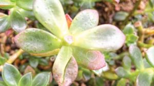 A Guide to Guard Against Pests and Disease in Succulents