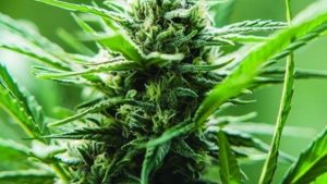 New Partnership Improves Availability of CBC Industrial Hemp