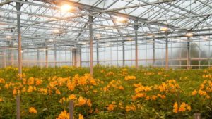 High Energy Prices Hit Home for Bay Area Flower Growers