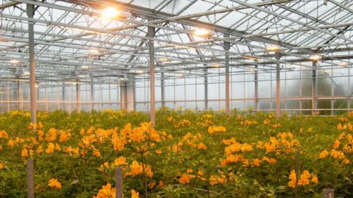 Tips on Dealing With Greenhouse Heating Issues
