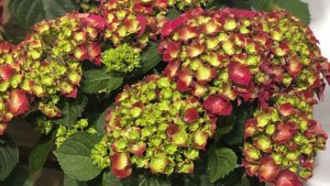 Syngenta Flowers Forms Hydrangea Partnership With HI Breeding