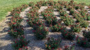 Petite Knock Out (Star Roses and Plants)