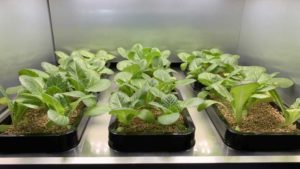 LG Has Come up With a ‘Smart Greenhouse’ — for Your Kitchen!