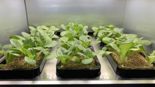 What Are the Megatrends Shaping Indoor Farming?