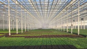 Midwest Greenhouse Lettuce Grower Expanding Into California