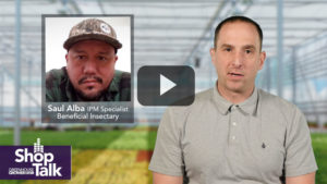 How Cannabis Growers Can Manage Pests With Beneficial Insects