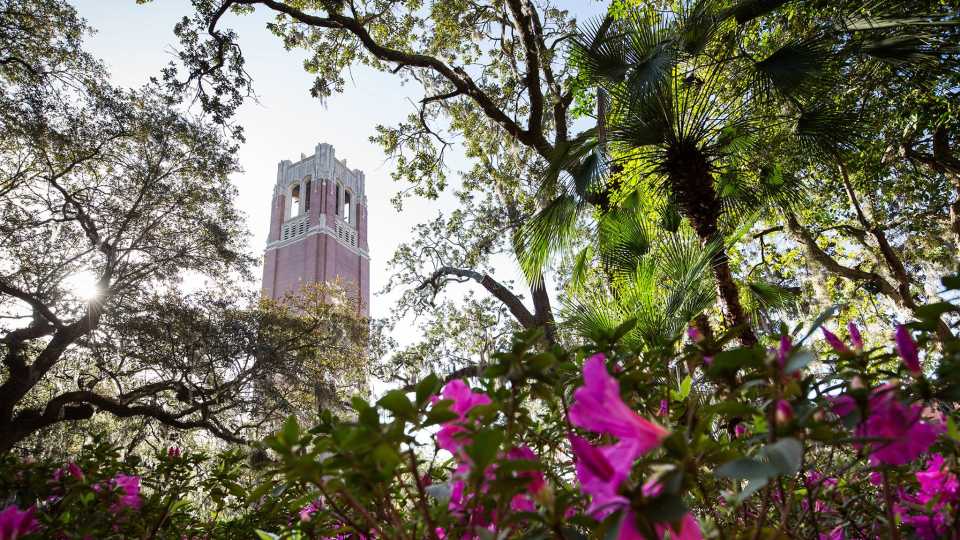 6. University of Florida