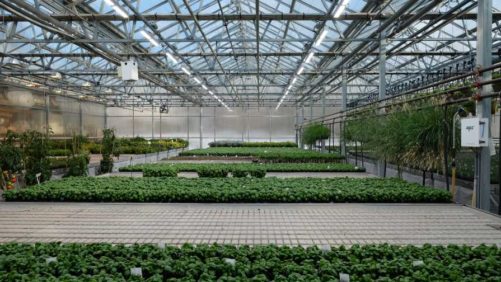 How Greenhouse Designs Can Serve as Models for Other Industries