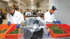 Why Curing Cannabis Is Critical to Plant Quality