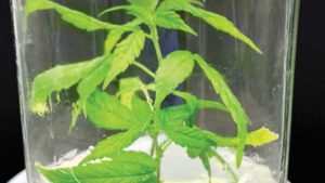 Hemp Tissue Culture: The Power of Predictability