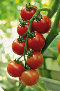 Annamay (Enza Zaden)