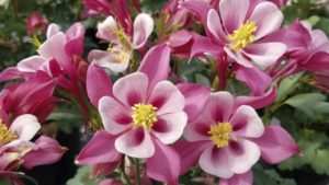 Low Maintenance Plants Are the Future for Gardeners