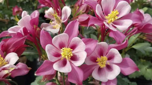 Low Maintenance Plants Are the Future for Gardeners