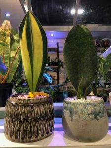 Sansaveria m. 'Whale Fin' Snake Plant (Aroid Greenhouses)