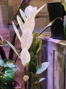 Zamioculcas variegated ZZ Plant (Aroid Greenhouses)