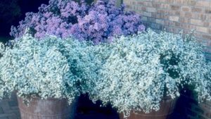 How Cut Flowers Might Be Included in a Fiscal Spending Bill