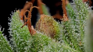 Tips to Select the Best Cannabis Genetics for Greenhouses