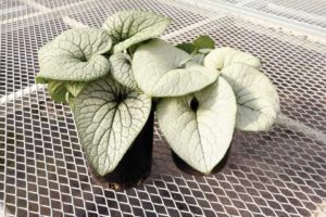 Brunnera ‘Alexandria’ (Terra Nova Nurseries)