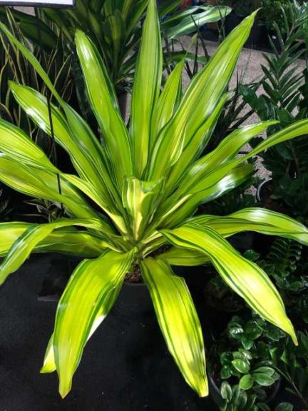 Dracaena 'Harvest Moon’ (Capri Farms)