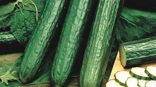 7 Cool Cucumbers for Greenhouse Growing