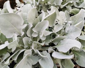 Centaurea ‘Mercury’ (Jaldety)