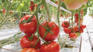 Syngenta Vegetables Seeds Launches New Information Center on Tomato Virus