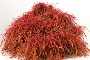 Coleus 'Monkey Puzzle' (Terra Nova Nurseries)