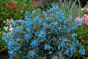 Corydalis ‘Hillier Porcelain Blue’ (PlantHaven International)
