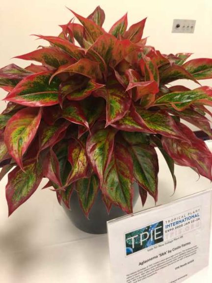 Aglaonema 'SRA' (Costa Farms)