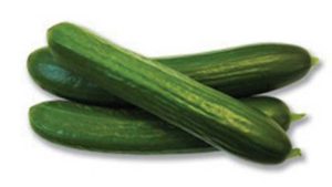 'Dishon' (Stokes Seeds)