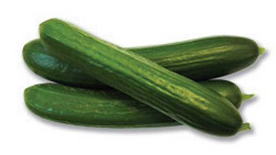 'Dishon' (Stokes Seeds)