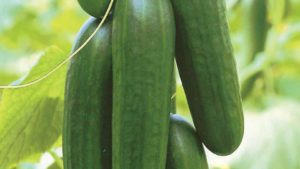 'Picolino' (Harris Seeds)