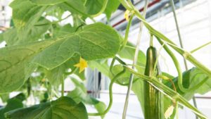 How Automated Cucumber Harvesting is Becoming a Reality