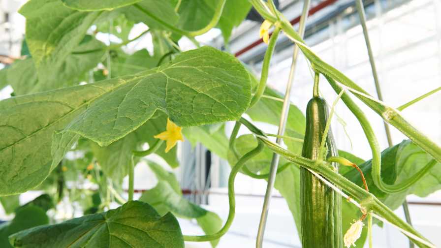 https://www.greenhousegrower.com/wp-content/uploads/2020/02/Cucumbers-at-Vineland.jpg