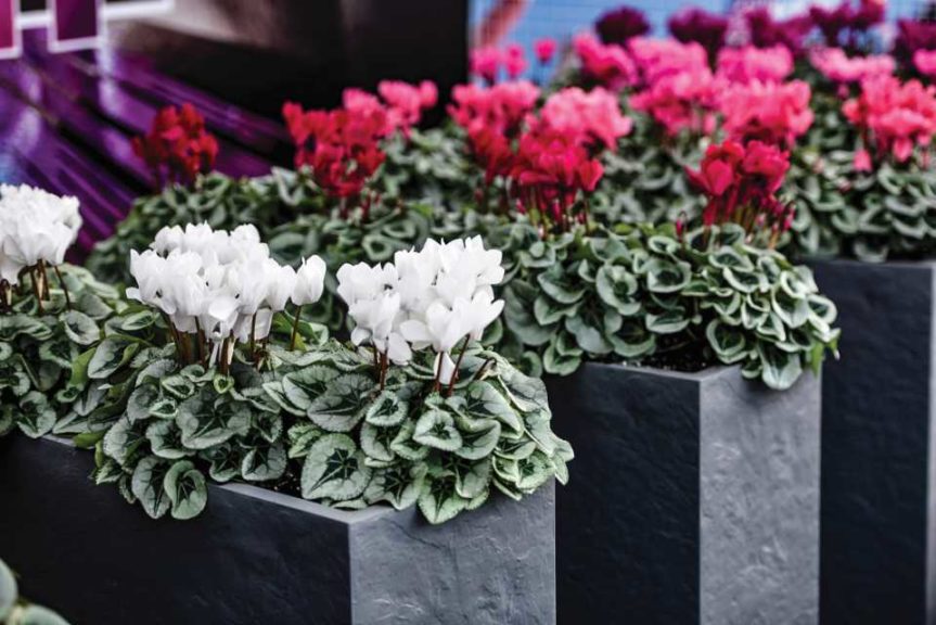 Morel Broadens Cyclamen Market Presence