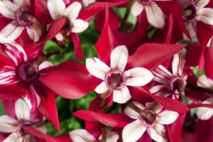 Cyclamen ‘Super Serie Djix’ (Schoneveld Breeding)